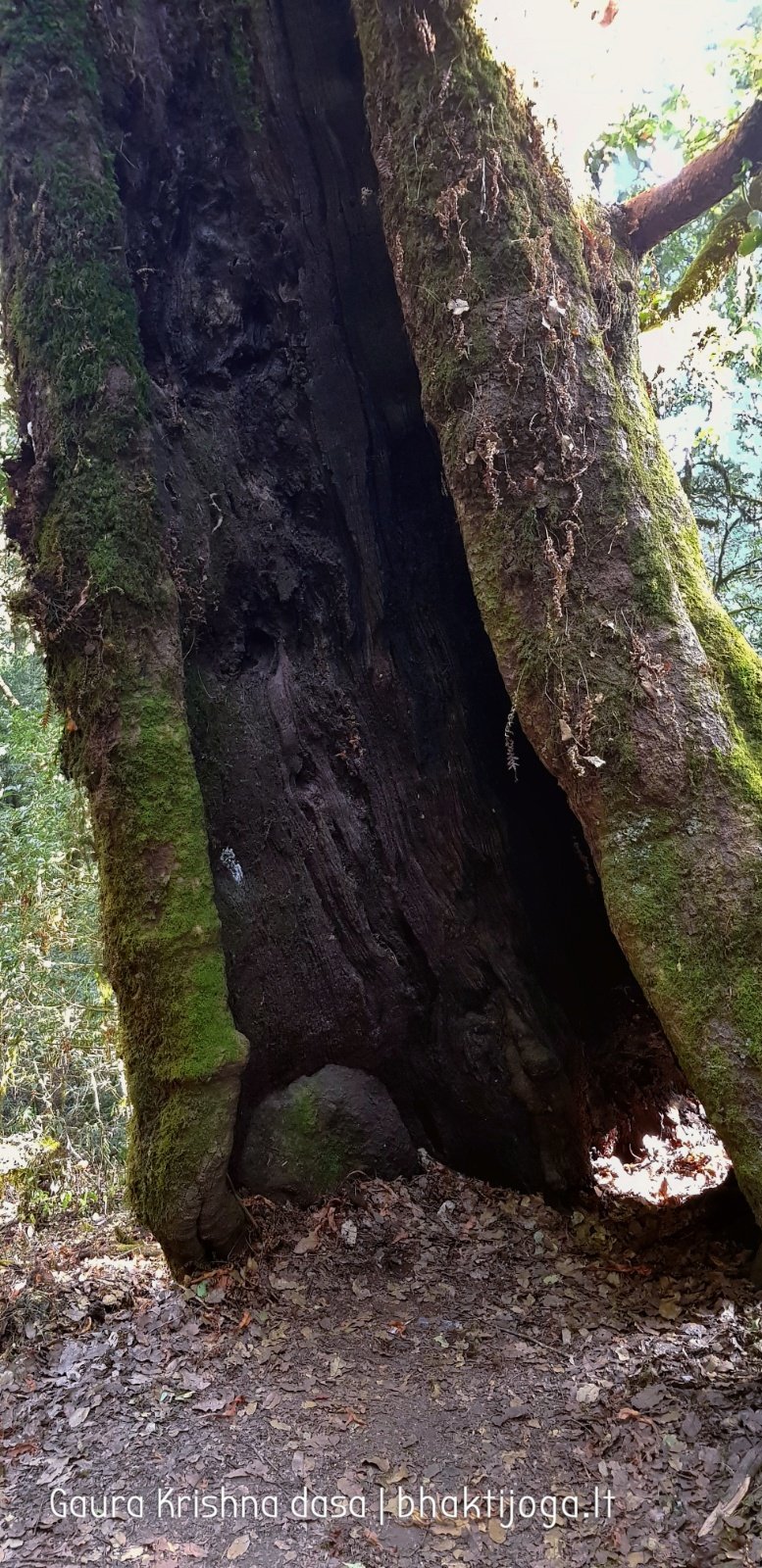  Trees. Shivapuri mountain. Kathmandu. 2019.01.15